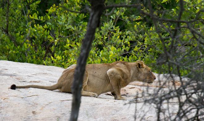 Lionesses do most of the hunting